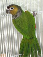 Breeder Lovebirds 2011 023.jpg