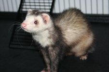 ferret and cage2.JPG