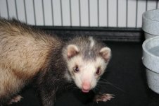 ferret and cage3.JPG