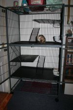 ferret and cage1.JPG
