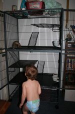 ferret and cage.JPG