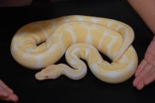 2010 female albino.jpg