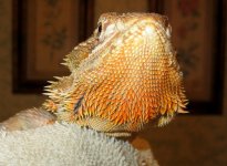 IMG_1428.jpg