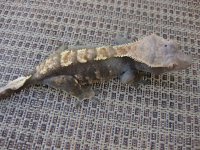 IMG_0867.jpg