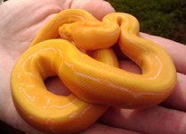 albino pin orange.jpg