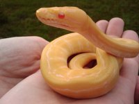 albino pin.jpg