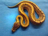 pin h albino.jpg