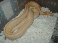 04 24 2008 Plains Hybino adult female possibly gravid.JPG