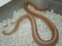 Red Sided albino Iowa CB 2007 05 19 2008.JPG