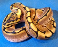 spider ph hypo.jpg
