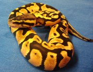 pastel ph hypo.jpg