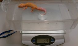 IMAG0245-2.jpg