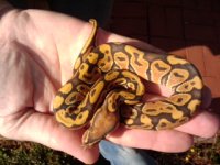 Hypo male.jpg