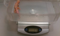 IMAG0246-2.jpg