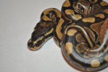 DSC_3124.jpg