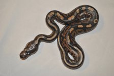 DSC_3144.jpg
