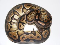 '10 Cinny Female.jpg