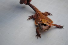 DSC_0017.jpg
