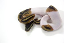 m_pied_pos_leo_1609.jpg
