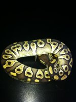 Mojave Het Ghost.jpg