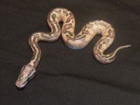 2011 lesser bee.JPG