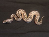 2011 lesser bee pic2.JPG