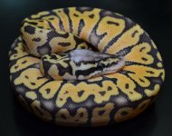 SupPasSpec-100.jpg