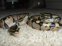 Enchi%203.jpg
