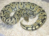 11-11hypo.jpg