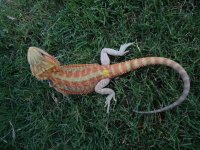 Hypo Trans Red Female 2 1.jpg
