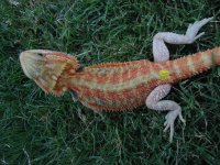 Hypo Trans Red Female 2 2.jpg