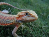 Hypo Trans Red Female 2 3.jpg