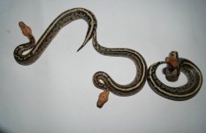 borneos2.jpg