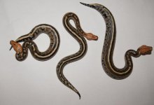 borneos3.jpg