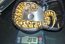 female super pastel.jpg