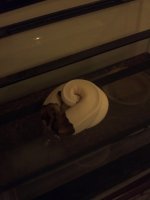 IMG_20111214_195050.jpg