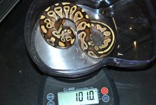 male mojave.jpg