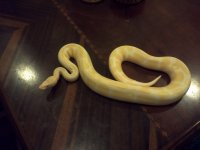 IMG_20111214_200802.jpg