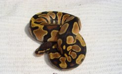 orange dream female.jpg