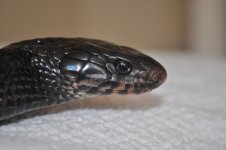 DSC_0240.jpg
