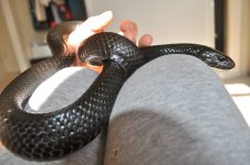 DSC_0264.jpg
