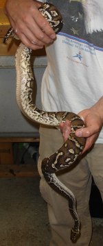 Angolan Python male Kingsnake ad.jpg