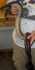 Angolan Python Female Kingsnake ad.jpg
