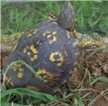turtle3.jpg