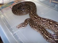 Medusa Vulcan BabyGirl 005.jpg