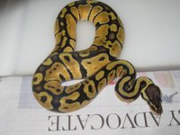 141 2010 female pastel het og.jpg