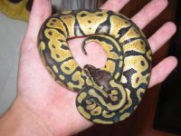 215 2010 male pastel het og.jpg