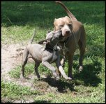 Drake and Blue 2.jpg