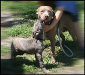Drake and Blue 4.jpg