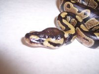 2011 100% Het. Albino & Pied Female..jpg